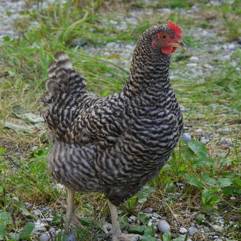 Amrock kippen jonge hennen beschikbaar, Vrouwelijk, Kip