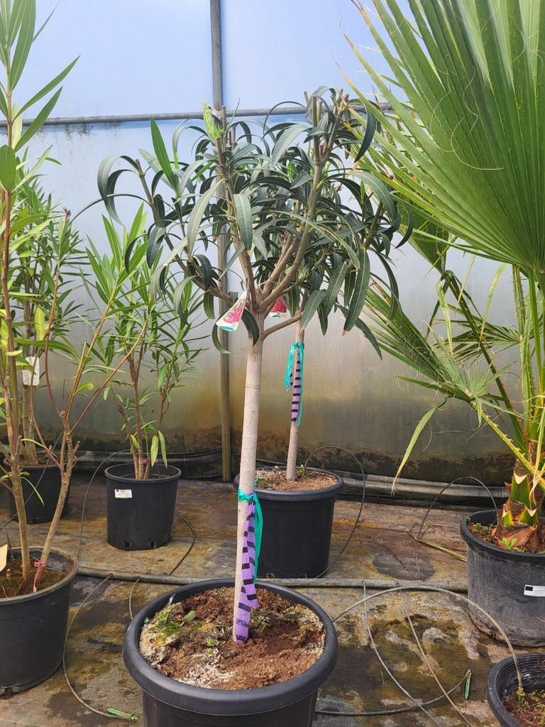 rode Oleander op stam. 100/110 hoog., Ophalen of Verzenden
