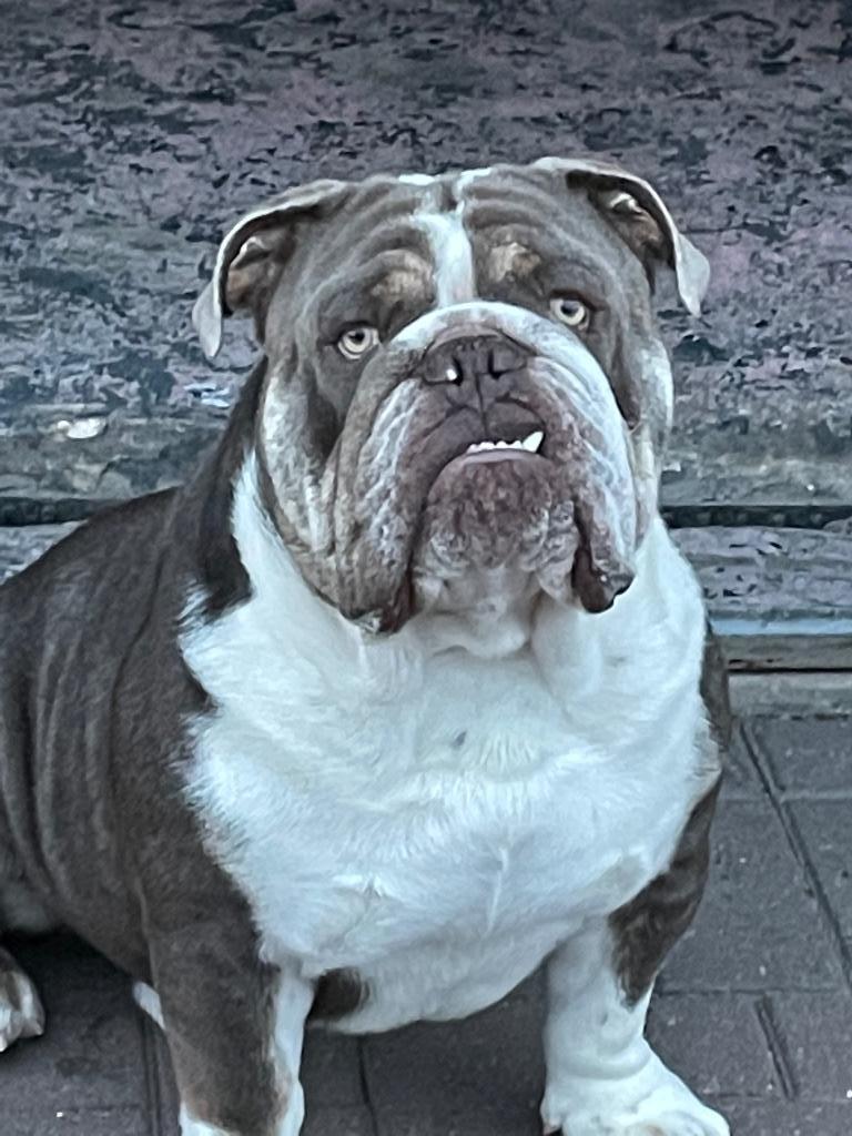 engelse bulldog dekreu, België, Reu, CDV (hondenziekte), Bulldog