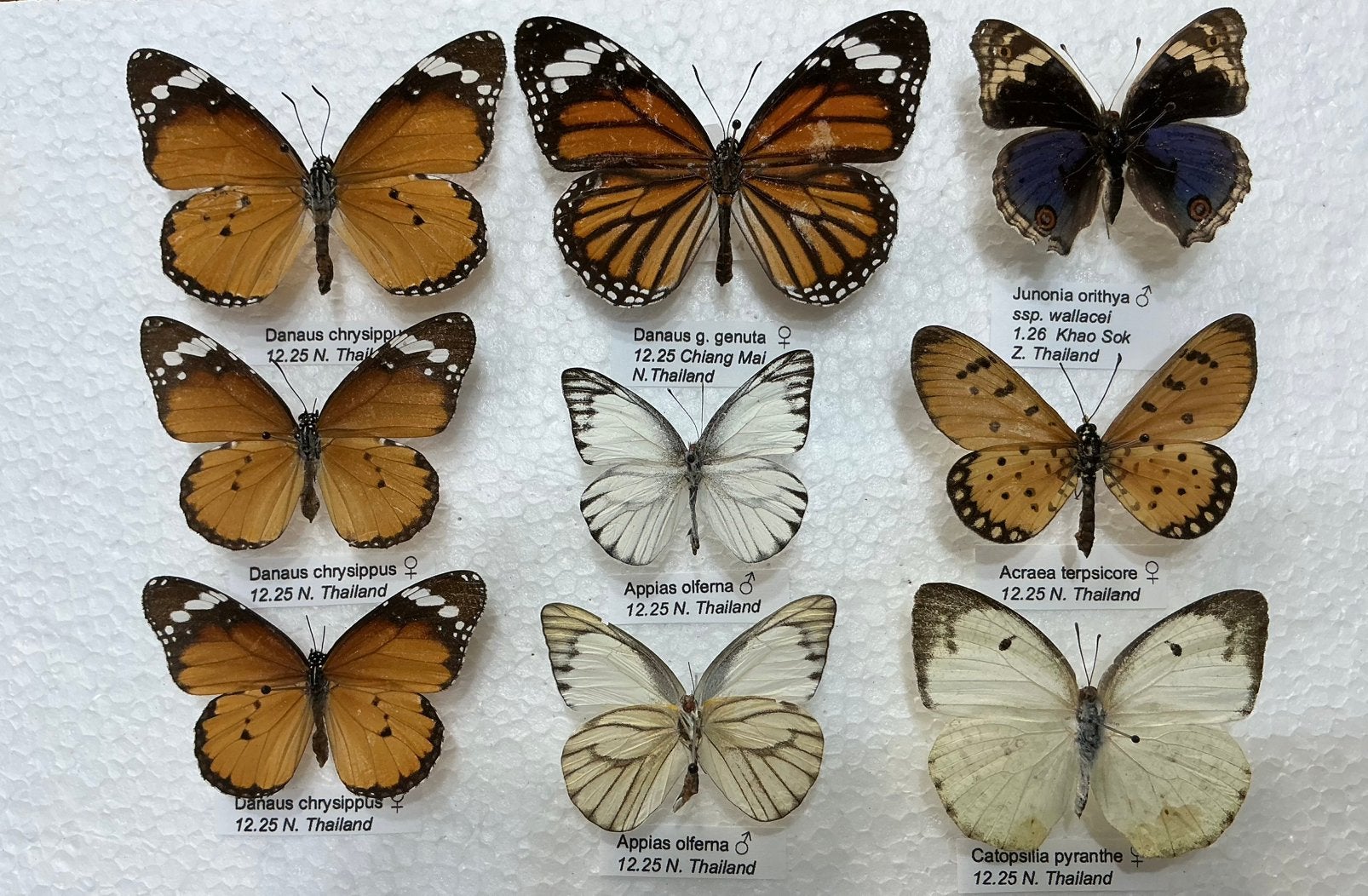 Vlinders uit Thailand, 3€/specimen, Ophalen of Verzenden, Zo goed als nieuw