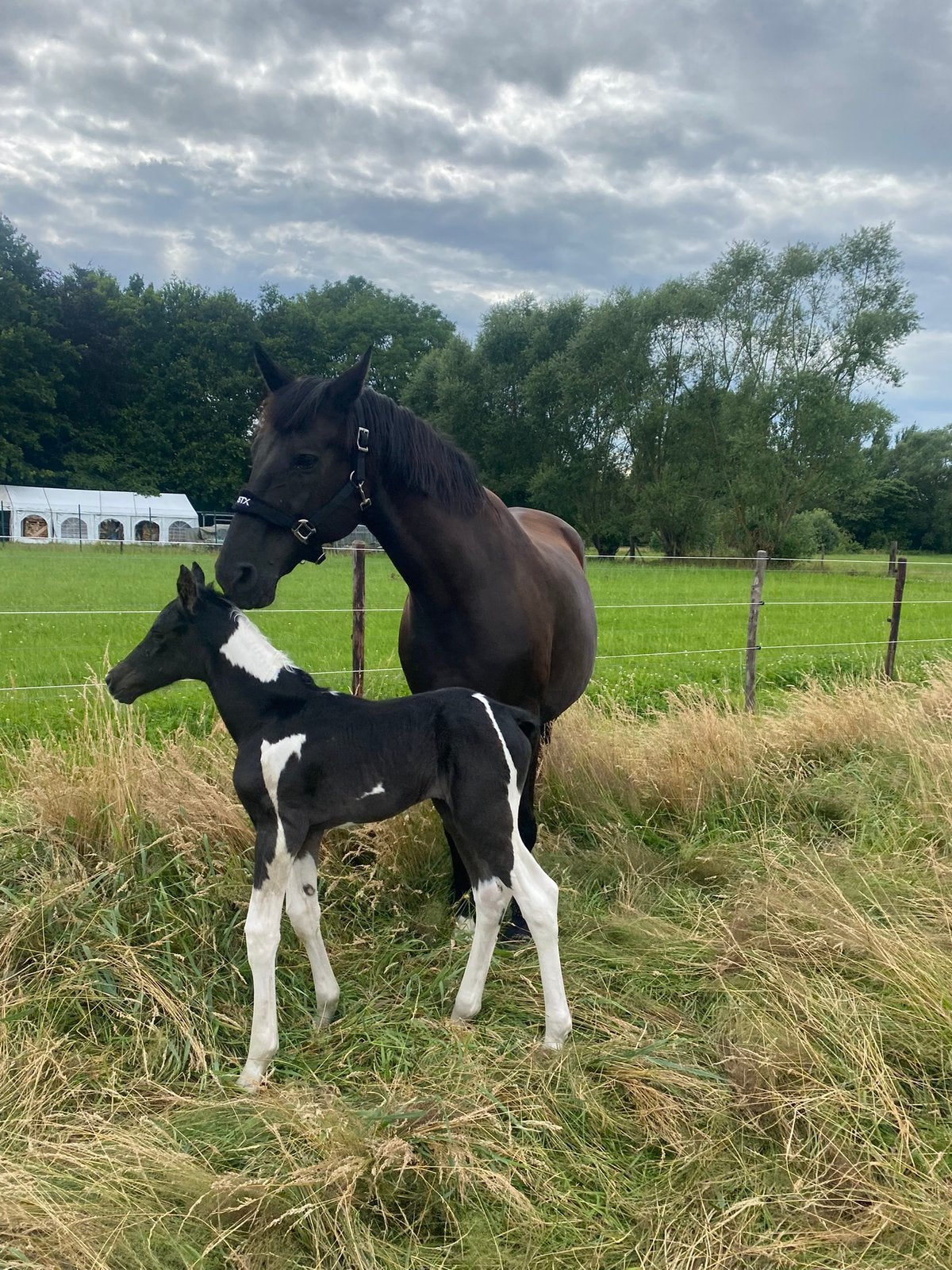 Veelbelovend tobiano merrieveulen te koop, Dieren en Toebehoren, Paarden, Merrie