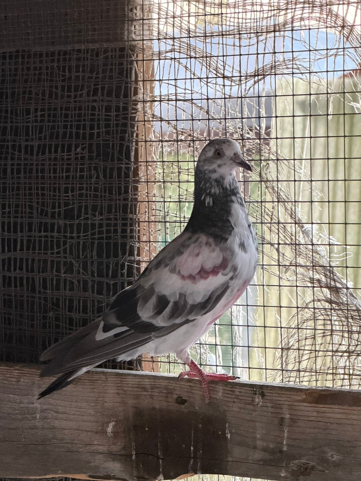 duiven te koop