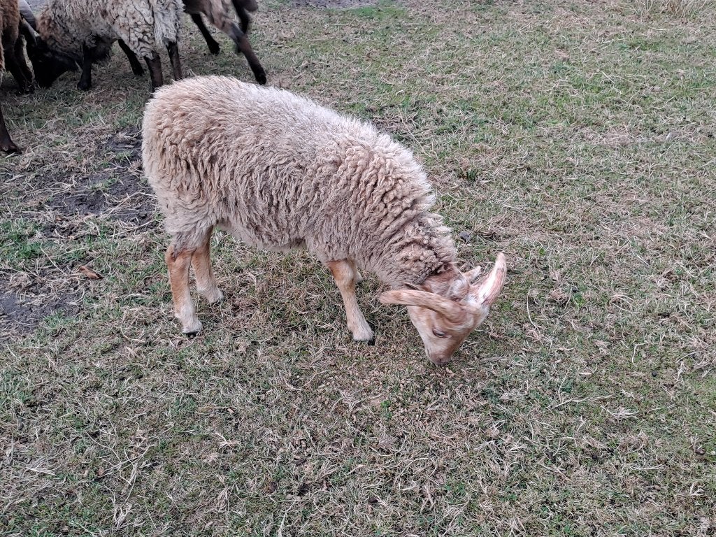 Wit Ouessant rammetje 2026, Animaux & Accessoires, Mâle, Mouton, 0 à 2 ans
