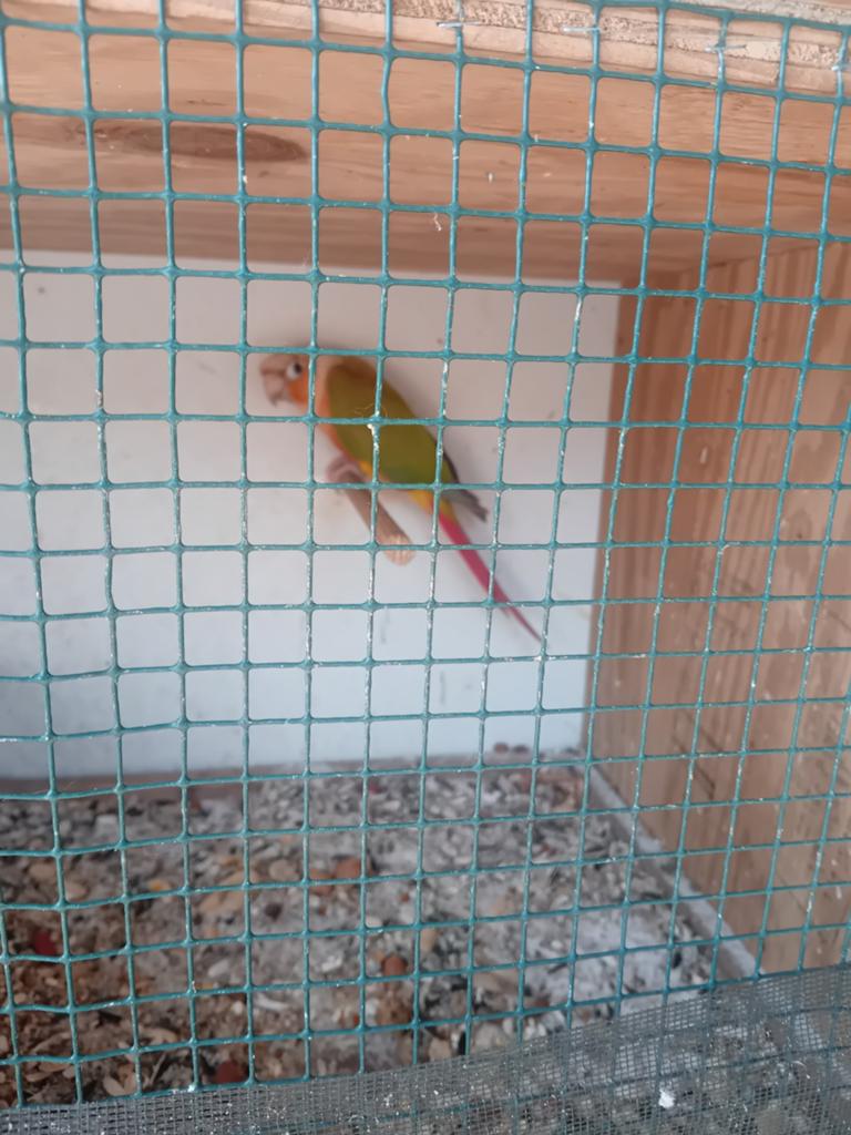 Pyrrhura, Dieren en Toebehoren, Vogels | Kanaries