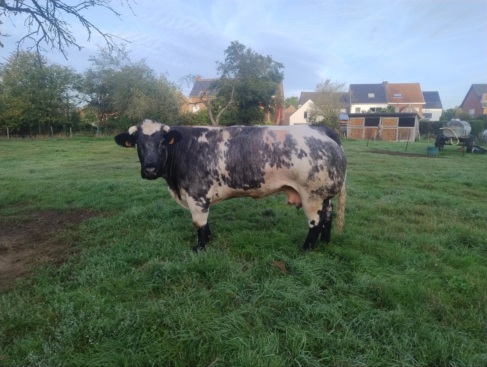 bwb dikbil koe, Animaux & Accessoires