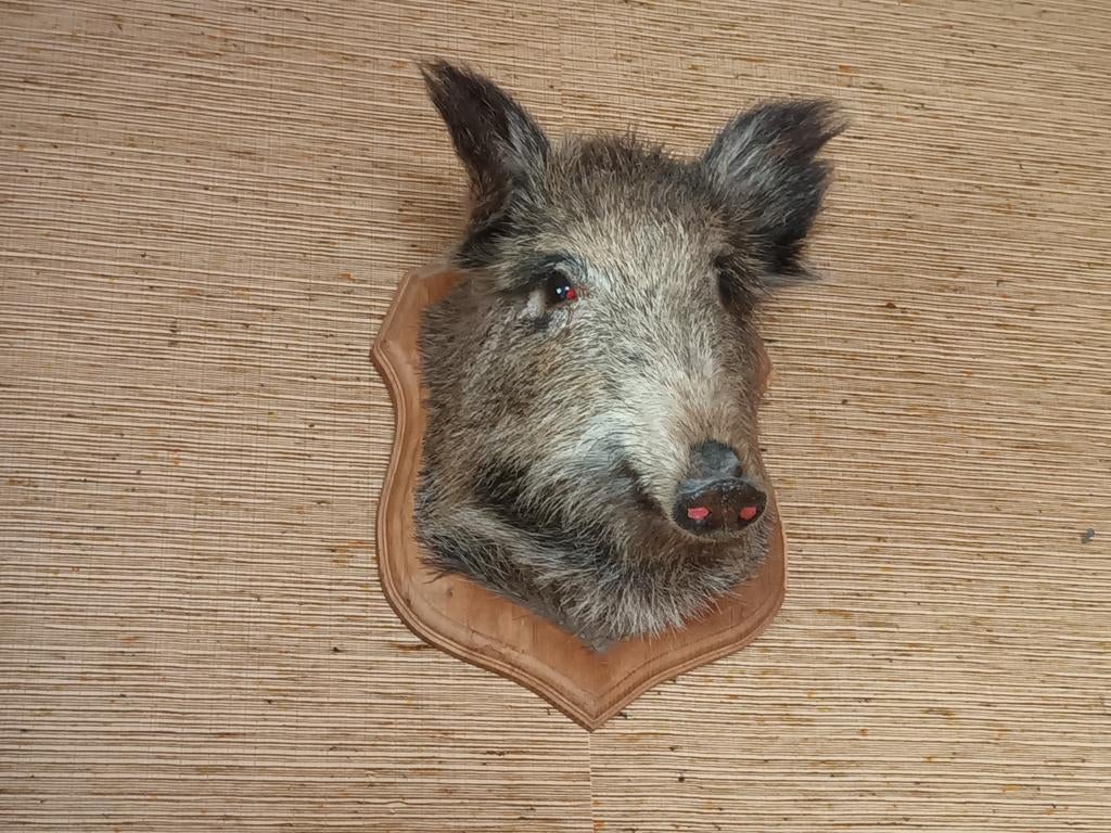 Kop van wilde zwijnen (hure).