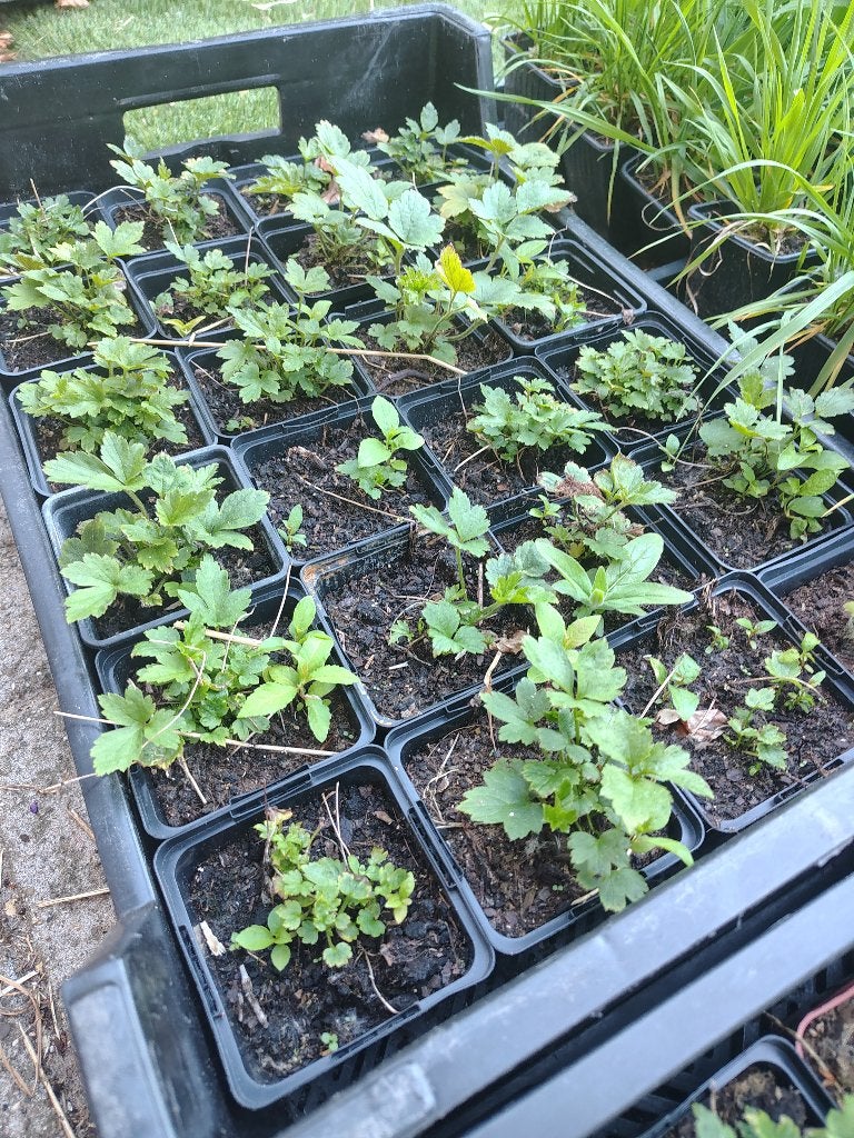 Anemone Prinz Heinrich P9, Tuin en Terras, Ophalen, Vaste plant