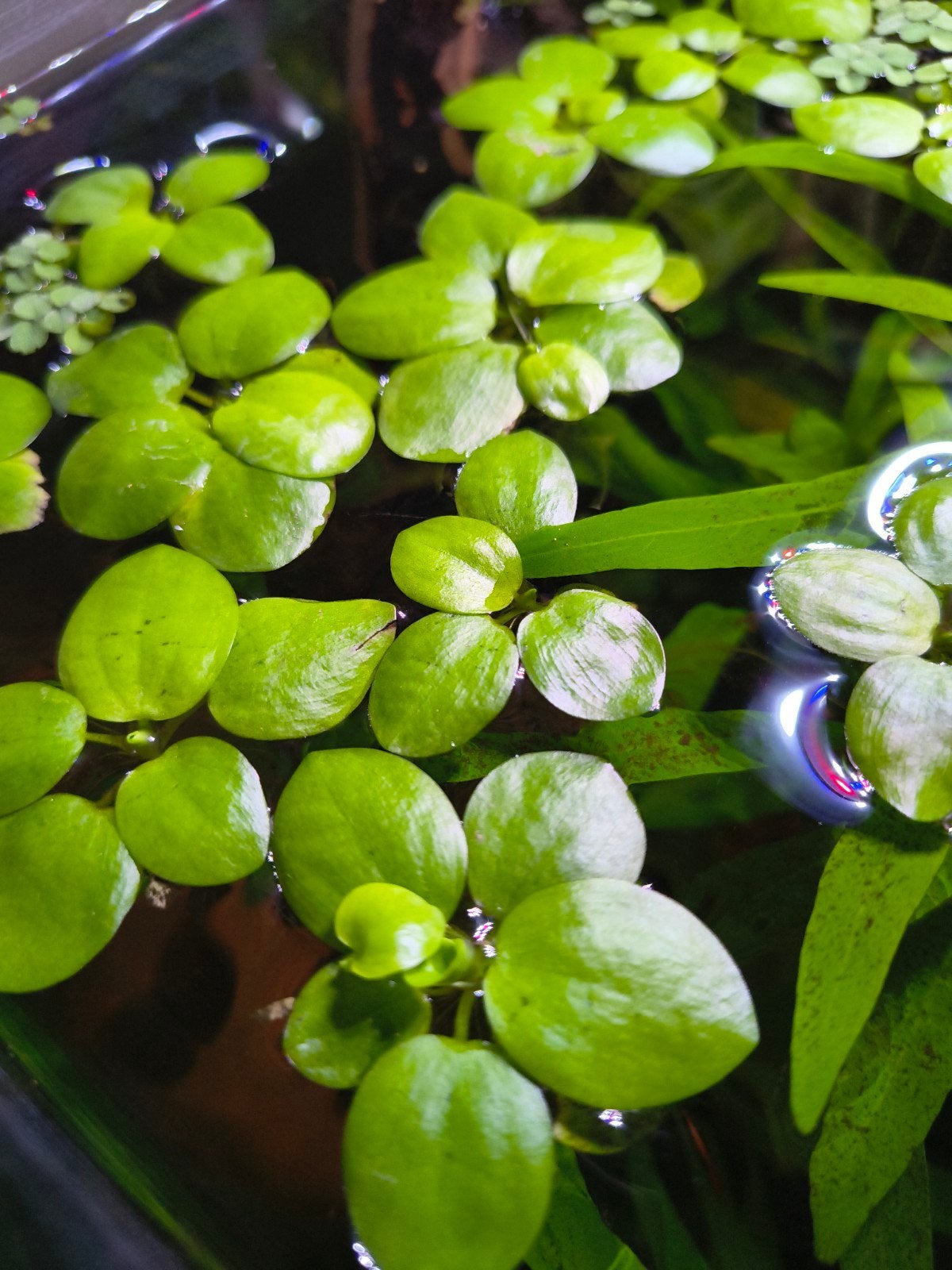 portie kikkerbeet of limnobium laevigatum 3€, Dieren en Toebehoren, Ophalen