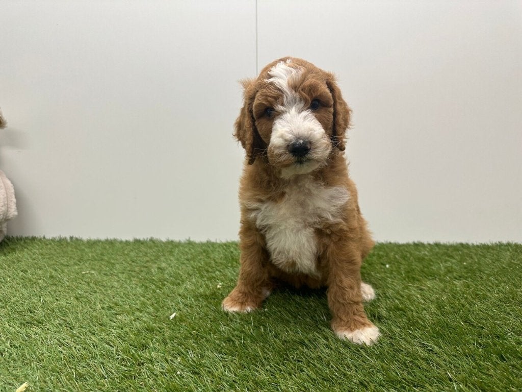 Nestje Koningspoedel pups, Poedel, Parvo, België, 8 tot 15 weken