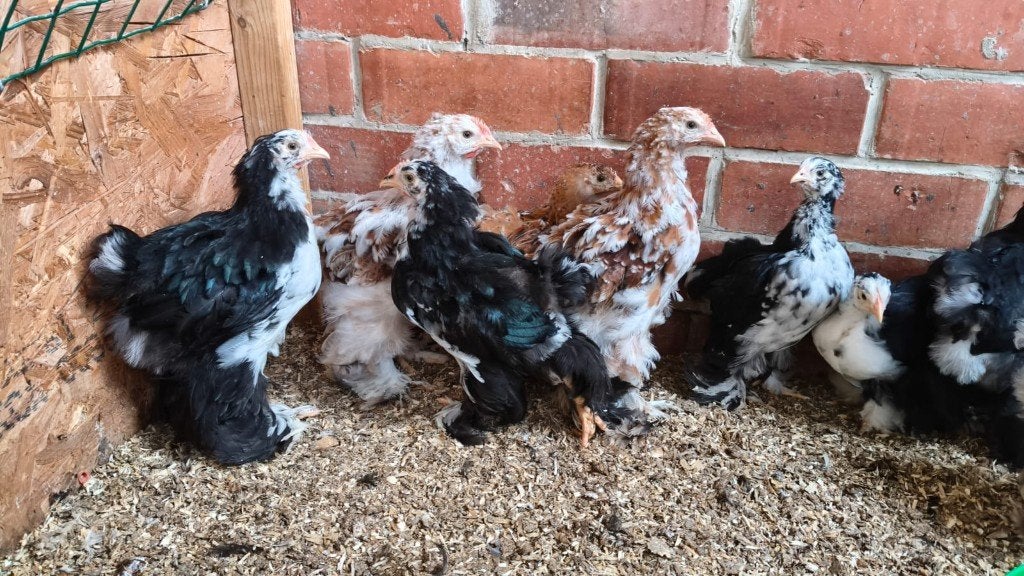 Cochin Groothoender zwart-wit-gepareld (bont) en Goudpatrijs, Dieren en Toebehoren, Pluimvee, Meerdere dieren, Kip