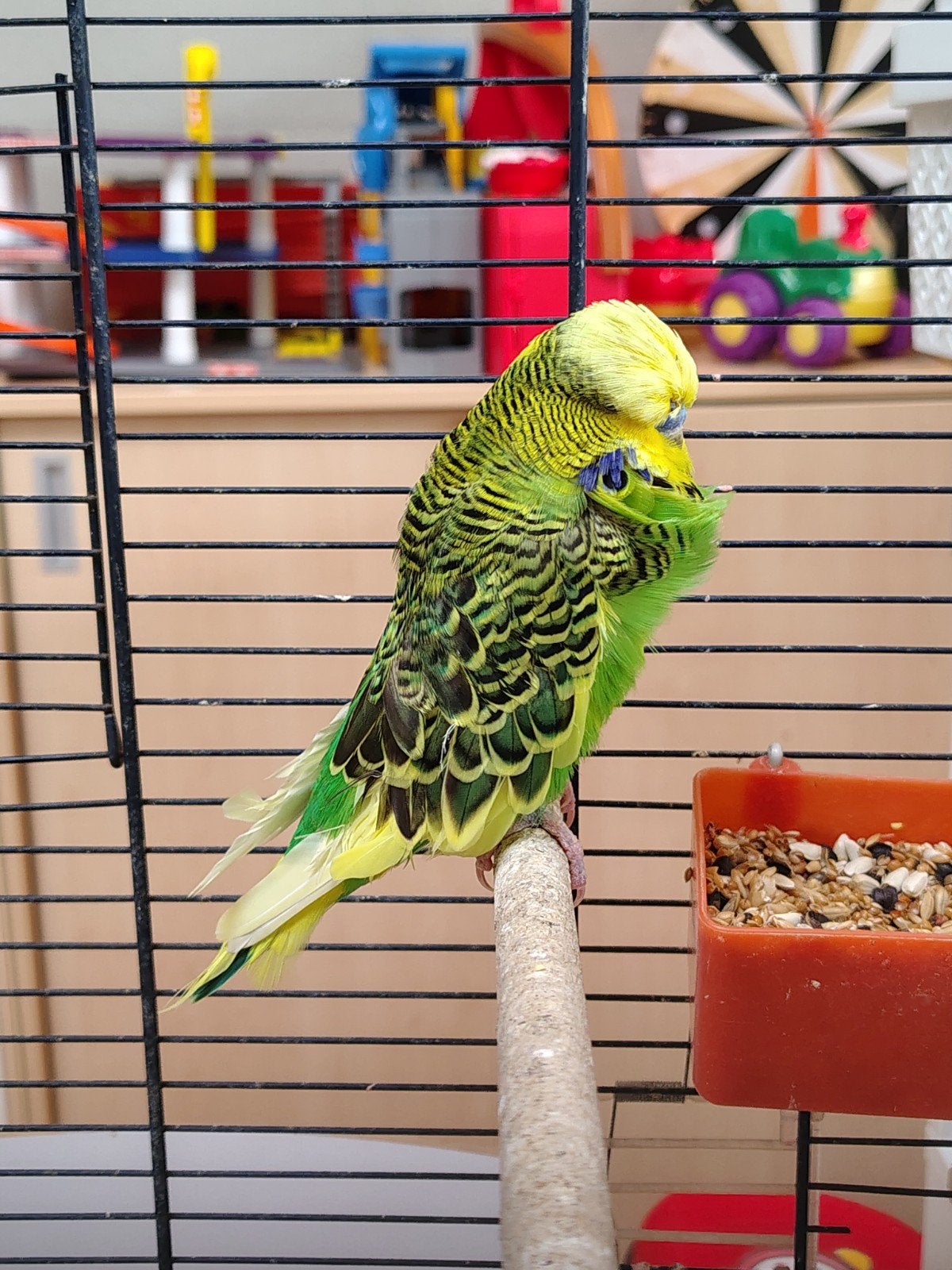 koppel Engelse grasparkieten, Dieren en Toebehoren, Geringd
