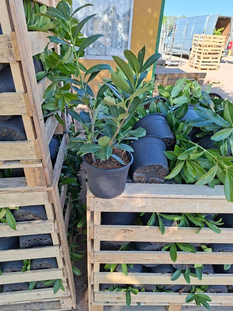 Prunus laurocerasus, Jardin & Terrasse, Enlèvement
