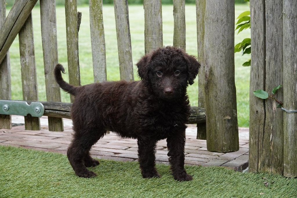 Magnifiques chiots Labradoodle Medium chocolat avec pedigree, 15 semaines à 1 an, Maladie de Carré (chiens), Autres races, Éleveur | Professionnel