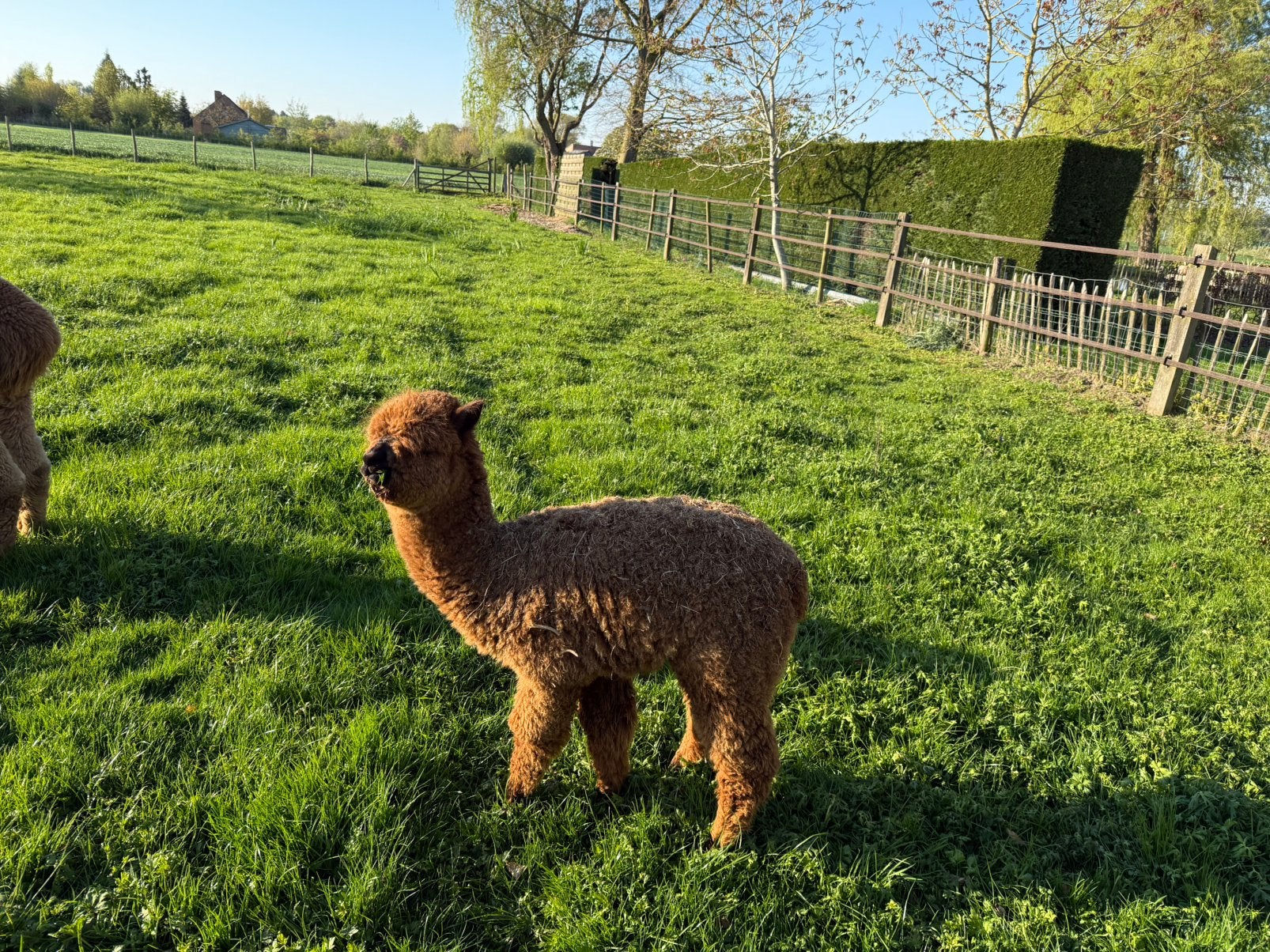 Alpaca’s, Juni, Meerdere dieren