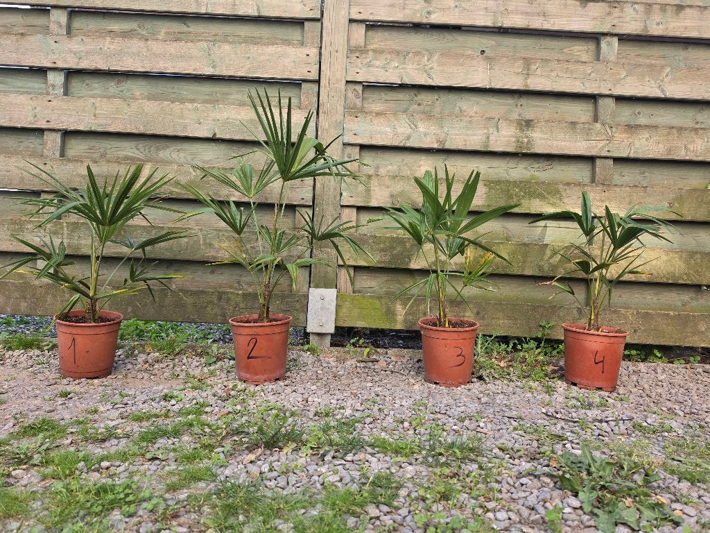 Palmbomen, Halfschaduw, Minder dan 100 cm, Palmboom, Ophalen