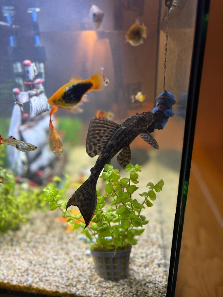 Gezonde pleco / algeneter 15 cm – zoekt nieuw aquarium, Animaux & Accessoires, Poissons | Poissons d'aquarium, Poisson d'eau douce