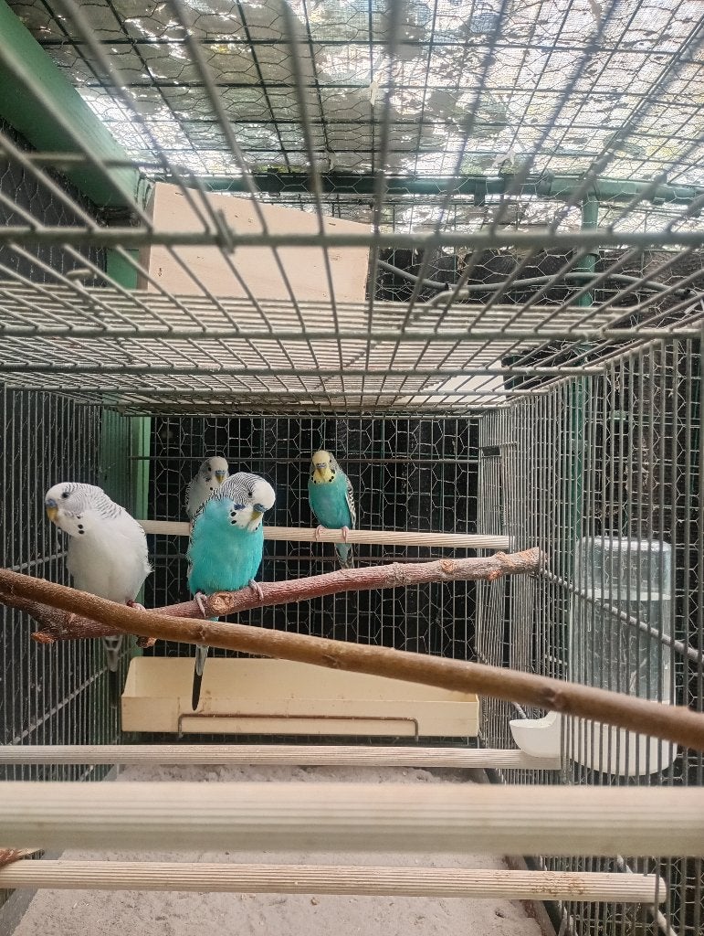 Grasparkieten, Dieren en Toebehoren, Vogels | Parkieten en Papegaaien, Mannelijk, Parkiet