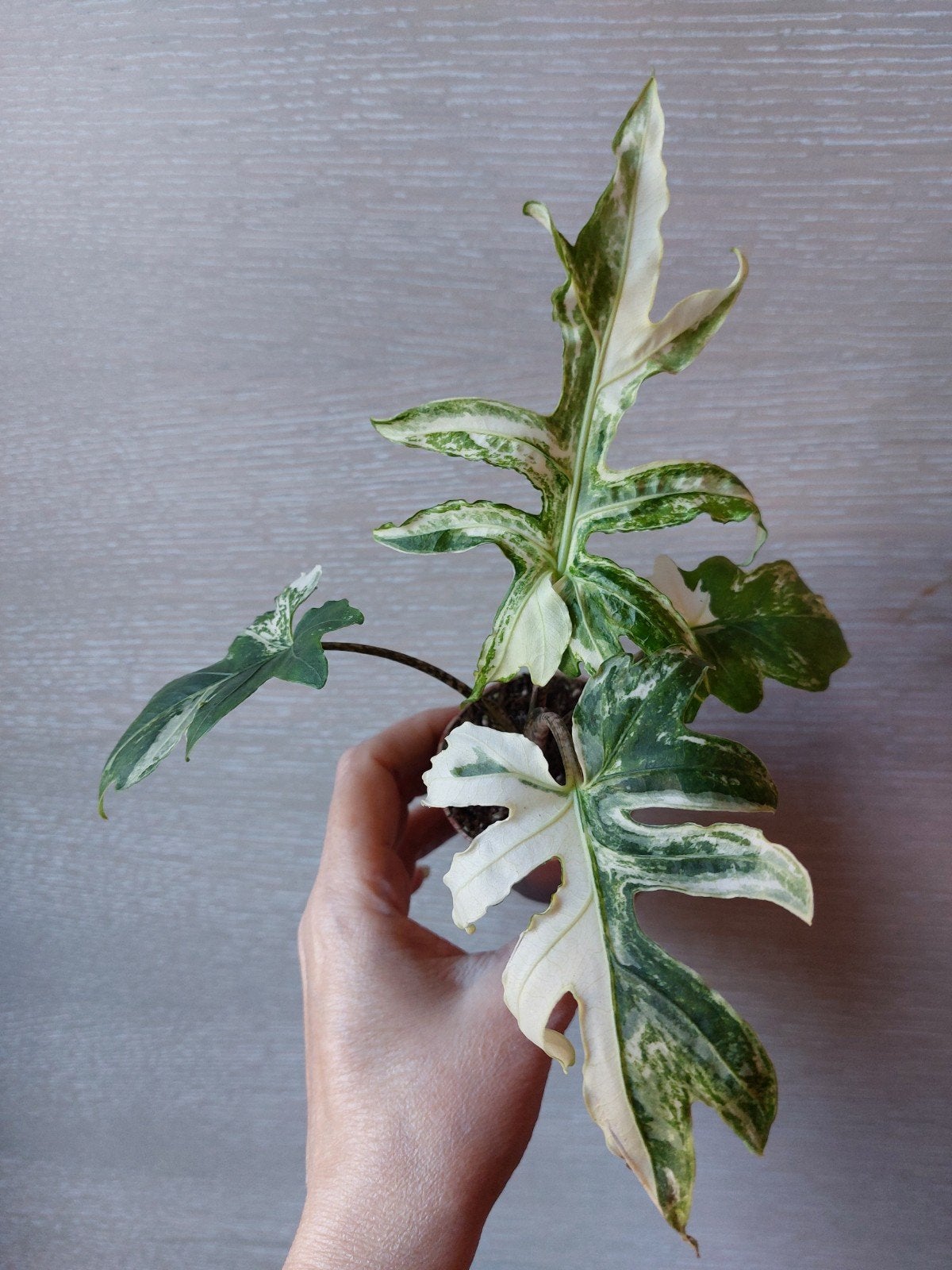 Alocasia brancifolia albo knol, Ophalen of Verzenden
