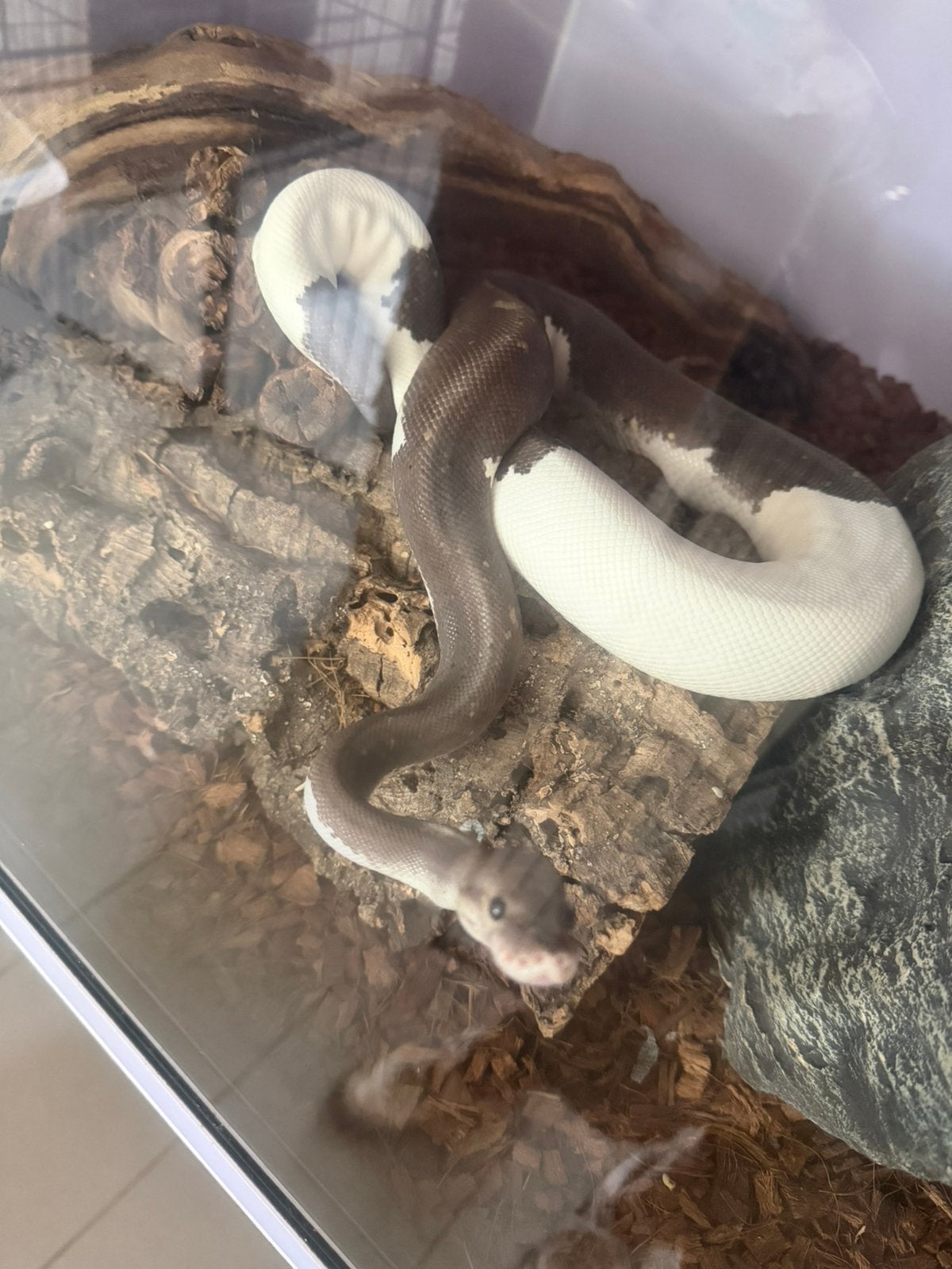 Ballpython