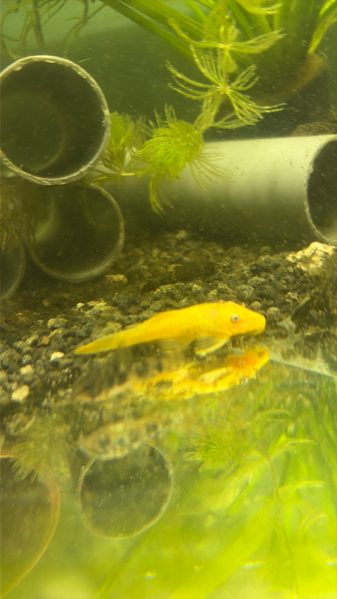 2 L144 blue eyes ancistrus, Vis, Zoetwatervis