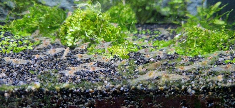 Garnalen - Caridina sp. mini japonica -, Dieren en Toebehoren, Kreeft, Krab of Garnaal, Zoetwatervis