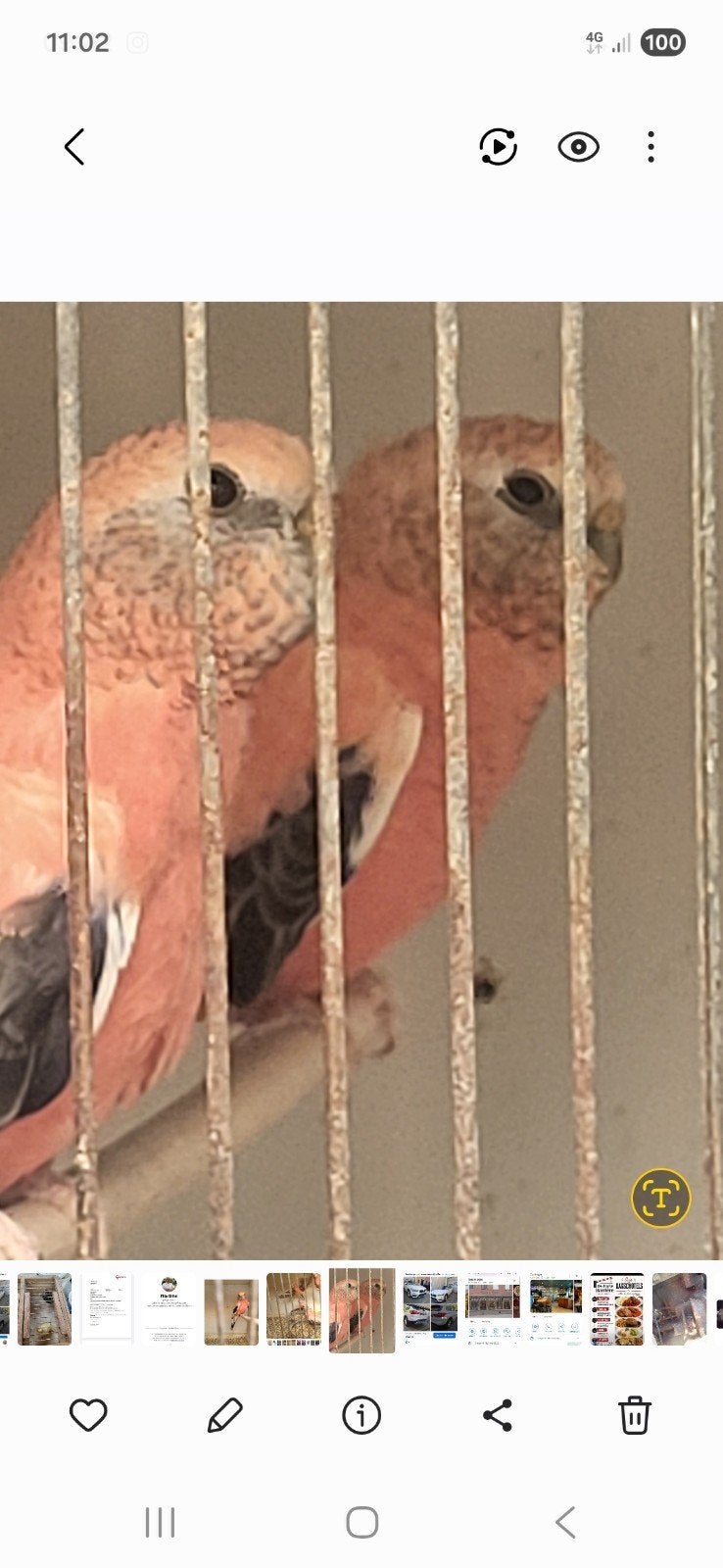 Roze boerkes, Dieren en Toebehoren, Vogels | Parkieten en Papegaaien