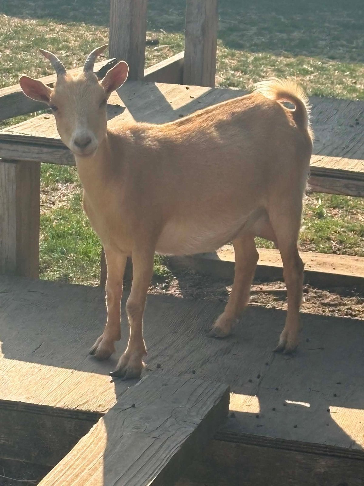 Palomino dwerggeitje, Femelle, Chèvre, 0 à 2 ans