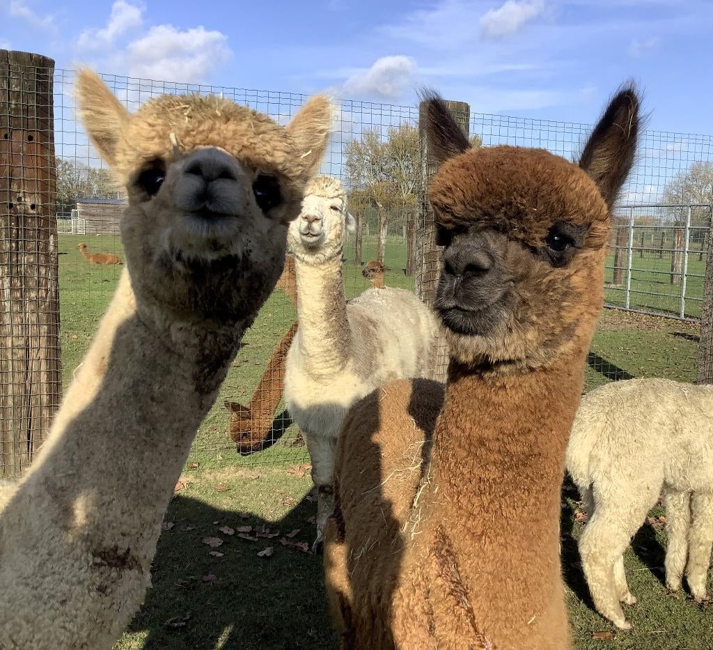 Lieve bruine halstermakke alpaca ruin, Mâle, 0 à 2 ans