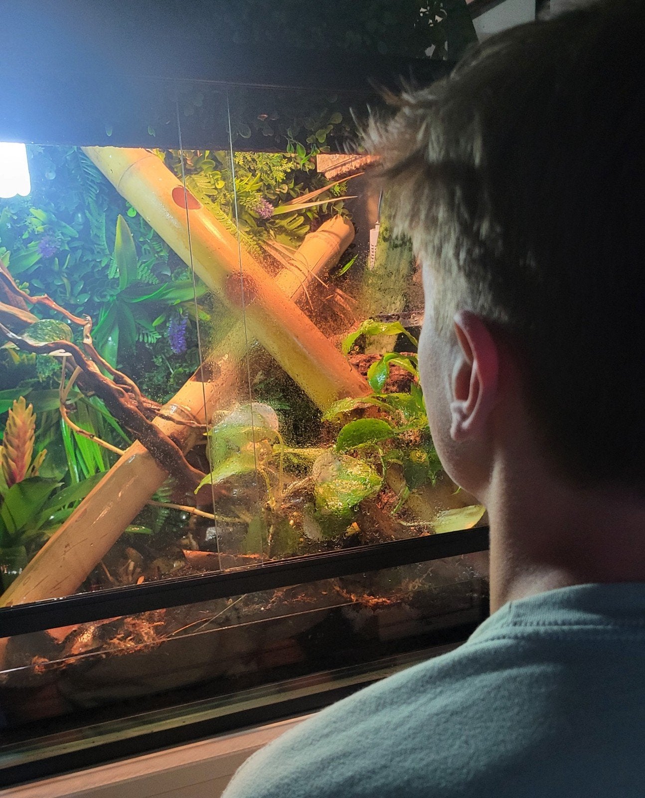Reptielen- en amfibieënverzorging in Brasschaat, Animaux & Accessoires, Reptiles & Amphibiens, Amphibien