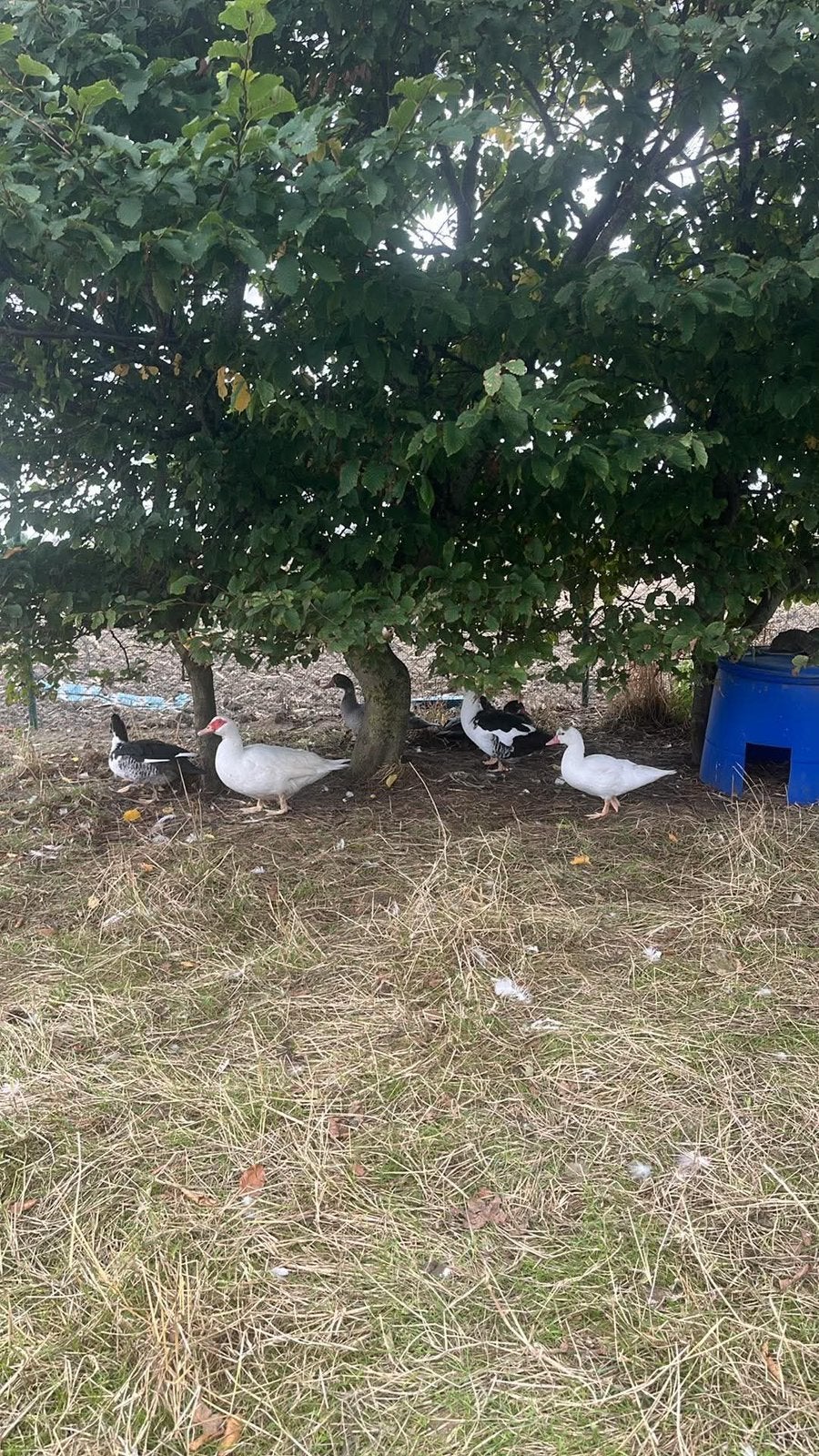 jonge barberie eenden, Dieren en Toebehoren, Meerdere dieren, Eend
