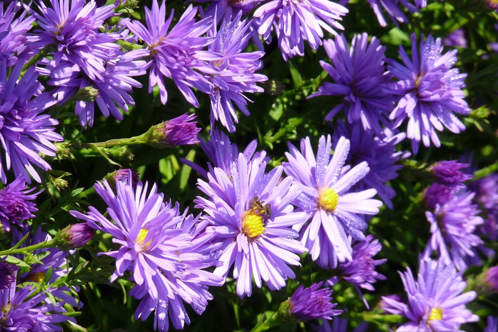 Aster Adustus Nanus, Ophalen