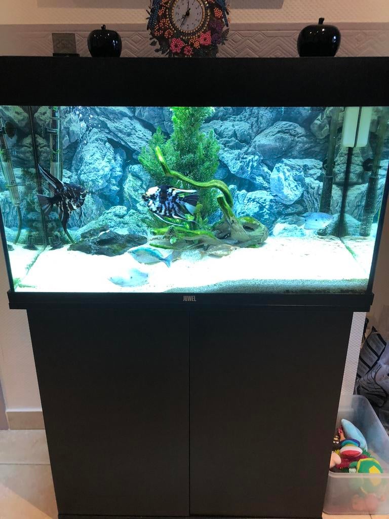 Aquarium juwel 80x40cm, Dieren en Toebehoren, Ophalen, Zo goed als nieuw