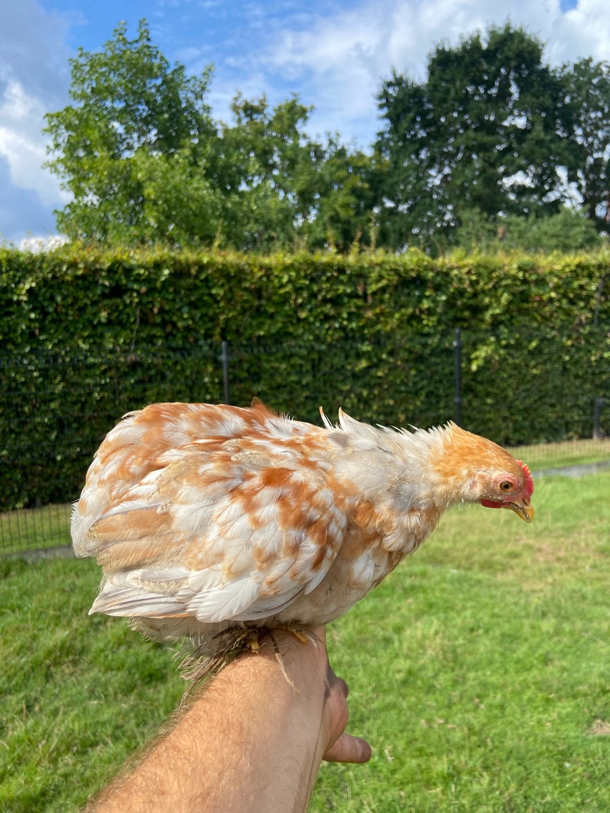 Cochin haan, Mannelijk, Kip