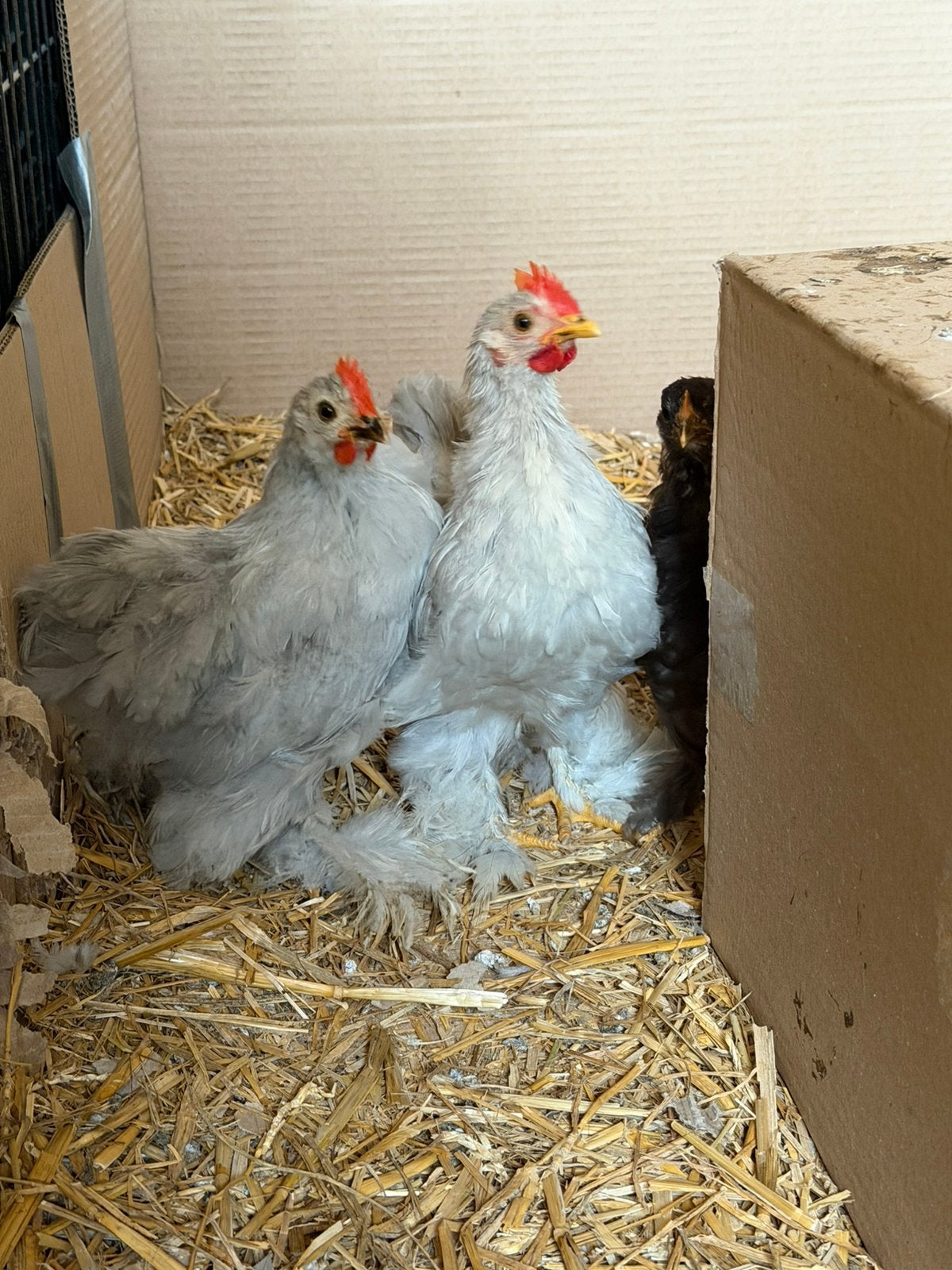 2x cochin kuikens haantjes 9weke oud, Mannelijk, Kip