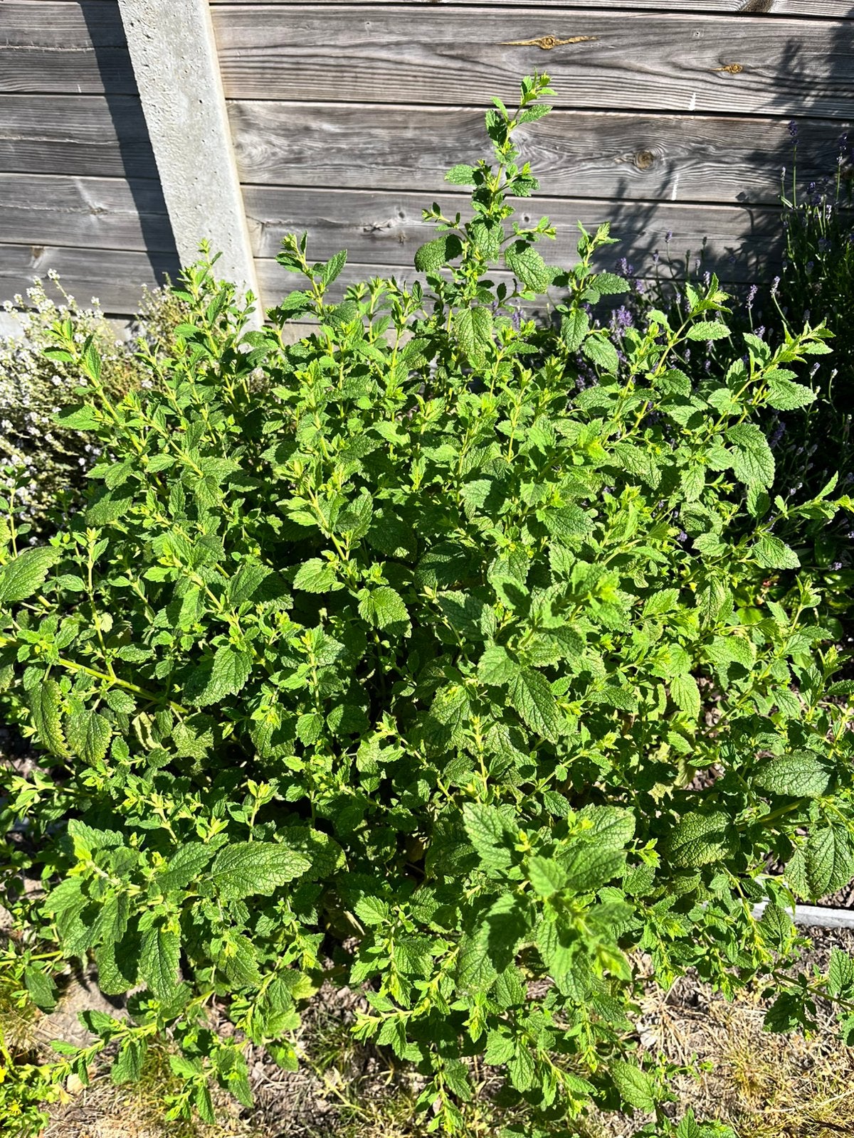 Citroenmelisse, Tuin en Terras, Planten | Struiken en Hagen, Ophalen