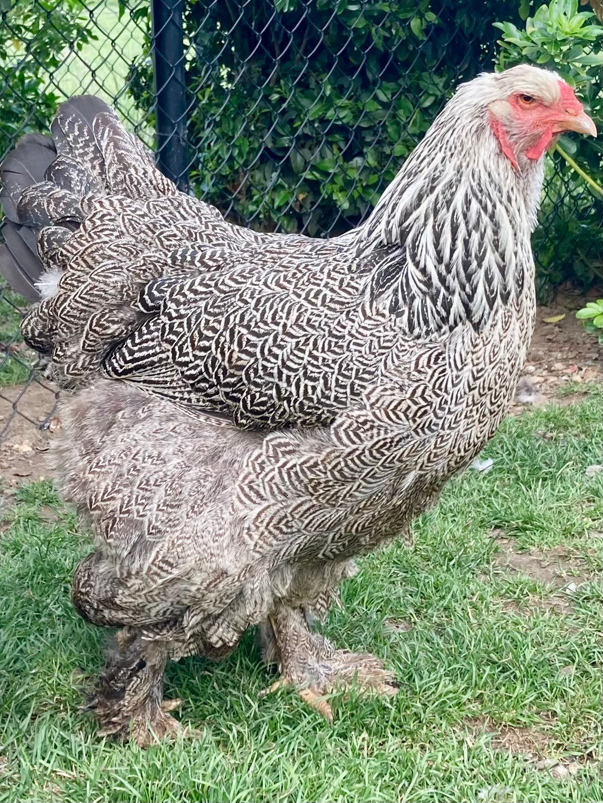 Brahma zilver patrijs hennen, Dieren en Toebehoren, Pluimvee, Vrouwelijk, Kip