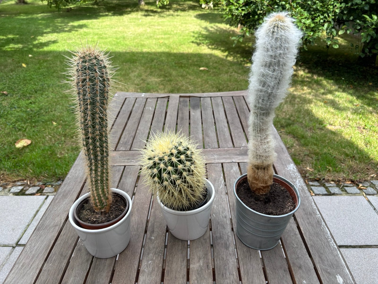 set 3x cactus, Tuin en Terras, Ophalen