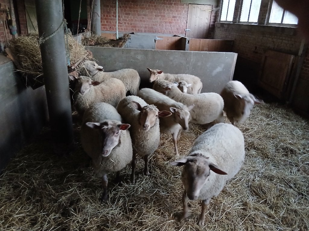 Jonge schapen / lammeren april26, Plusieurs animaux, Mouton, 0 à 2 ans