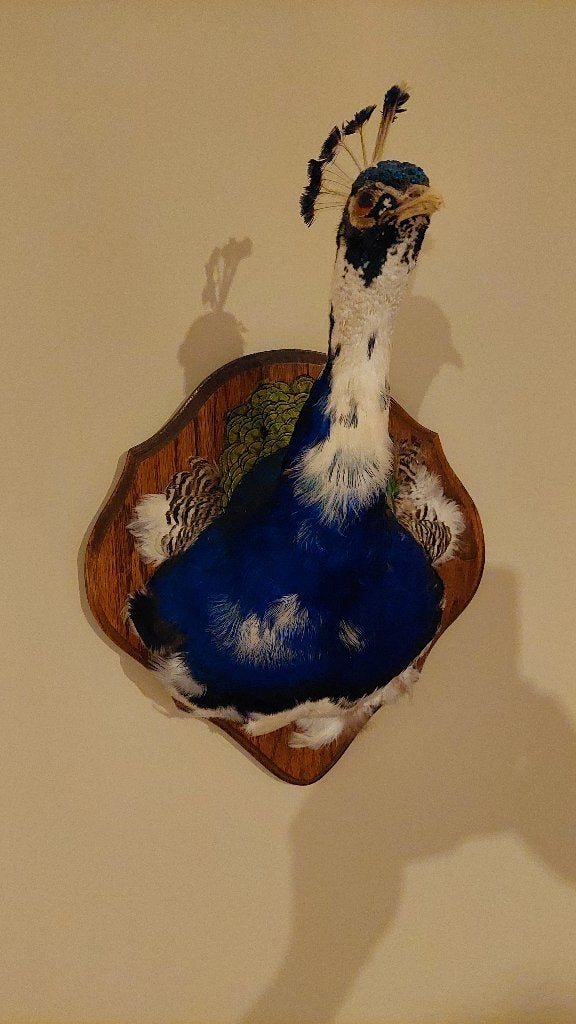 Opgezette pauwkop Taxidermie, Ophalen, Gebruikt, Vogel, Opgezet dier