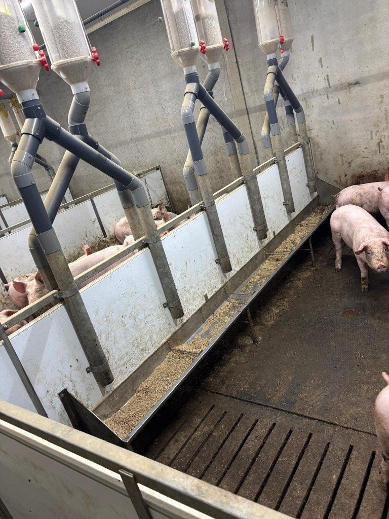 Hokinrichting voor opfok gelten [564], Élevage