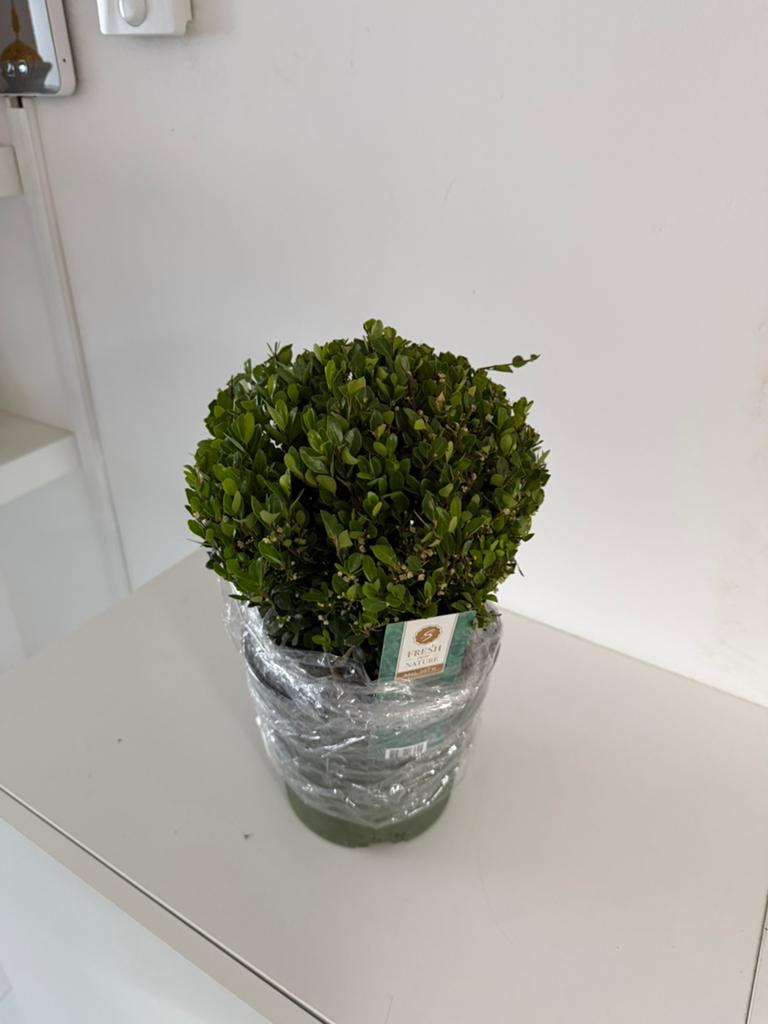 Ilex crenata hoogte 30 cm (5stuks) moet dringend weg, Enlèvement, Neuf