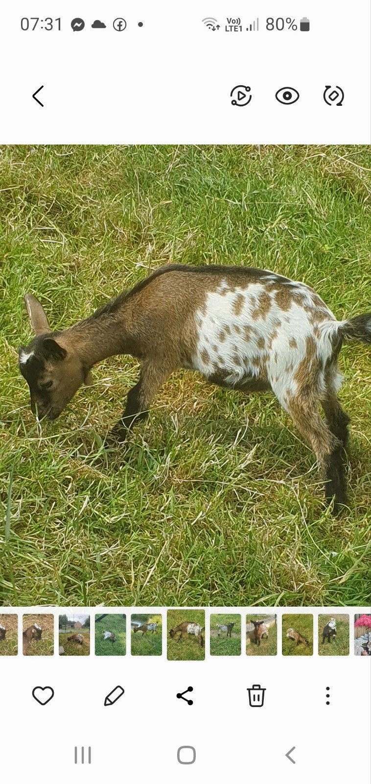 dwerggeitje