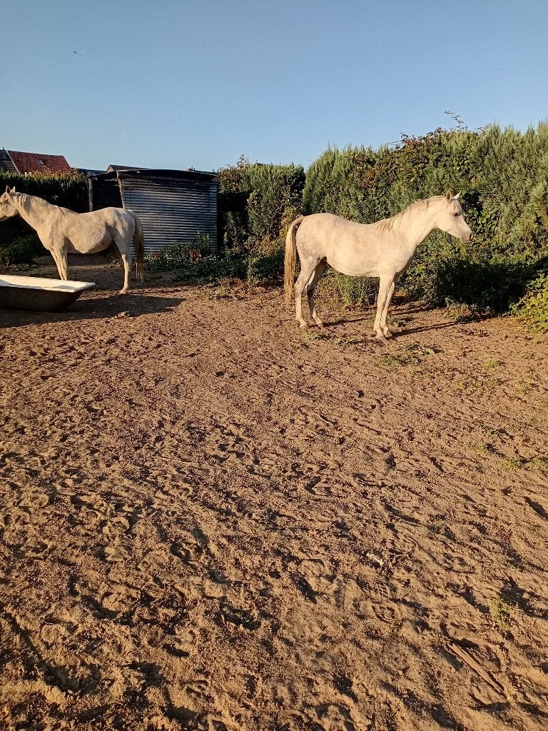 Verzorgpaard, 2 verzorgpaarden aangeboden, Merrie, Onbeleerd, Met stamboom