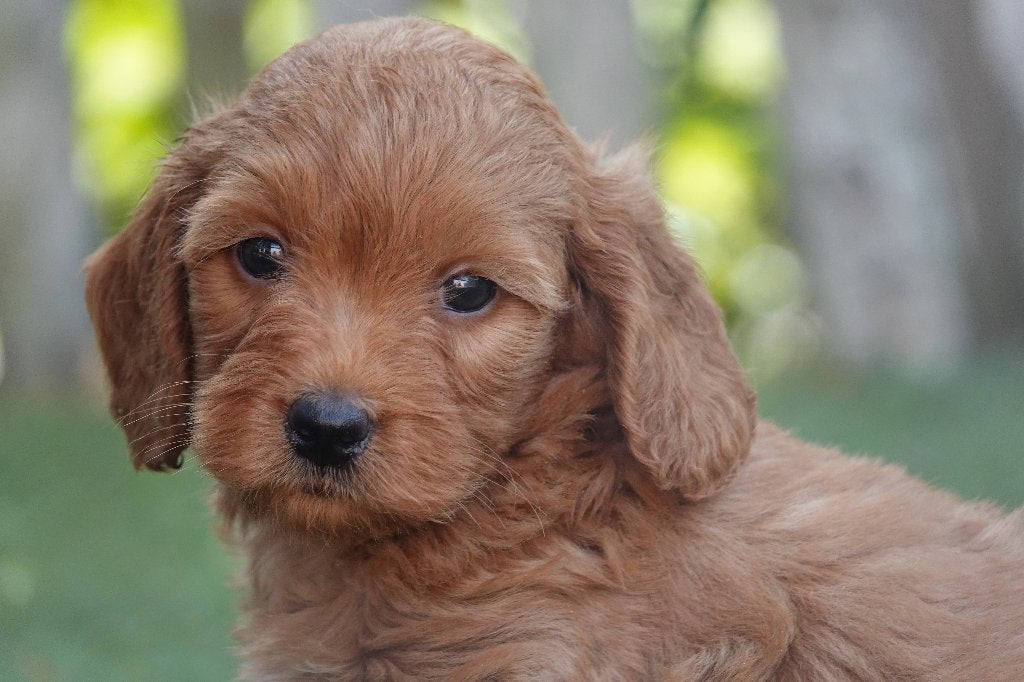 Prachtige abrikoze & abrikoos/rode Cavapoo pups, Dieren en Toebehoren, Parvo, België, Overige rassen, 8 tot 15 weken