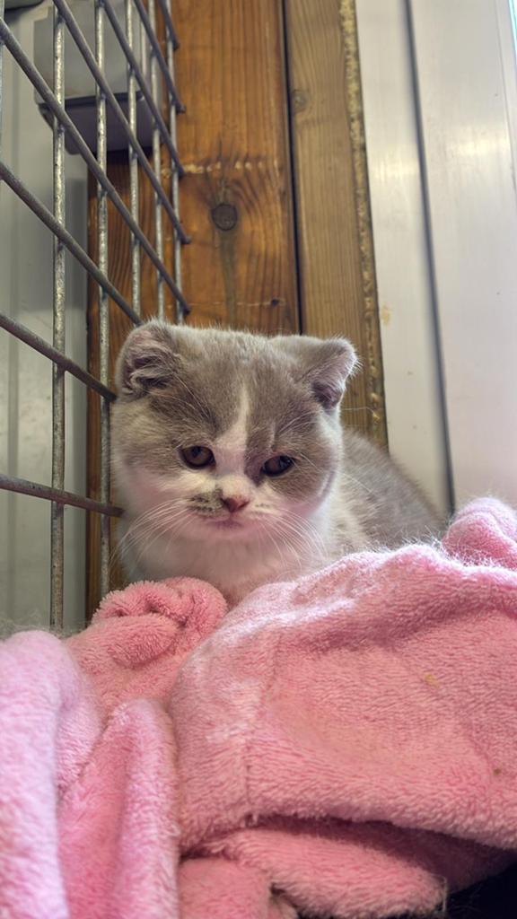Britse korthaar, Chat, Avec pedigree, 0 à 2 ans
