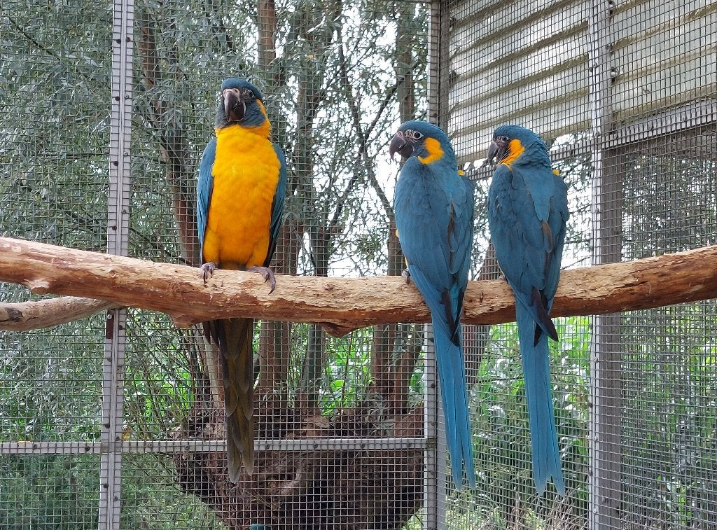 blauwkeelara, Dieren en Toebehoren, Vogels | Parkieten en Papegaaien, Geringd