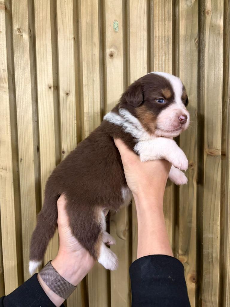 Chiots bergers australiens tricolores rouges, Animaux & Accessoires, Plusieurs, Belgique, Berger, Plusieurs animaux