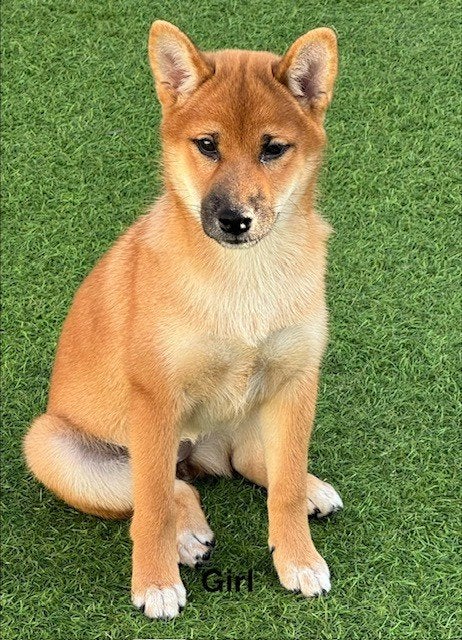 Shiba Inu teefje met stamboom ., Maladie de Carré (chiens), Belgique, 8 à 15 semaines, Éleveur | Loisir