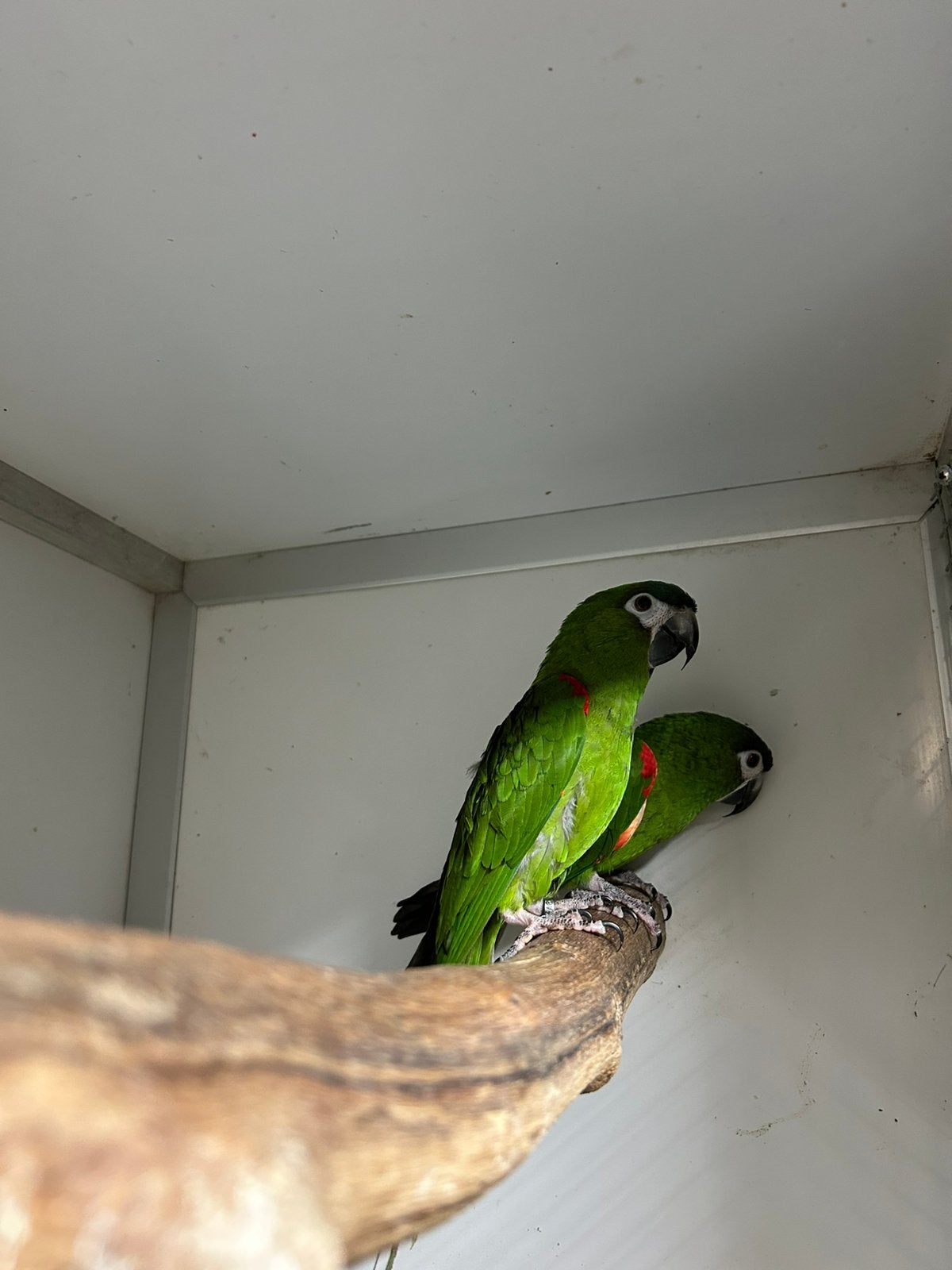 Couple reproducteur d'aras de Nobilis, Plusieurs animaux, Perroquet, Bagué