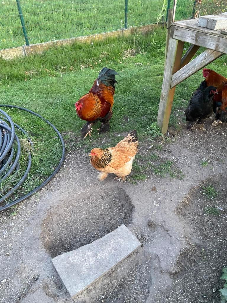 Brahma hennen en hanen te koop. 25€ per hen 15 per haan., Dieren en Toebehoren